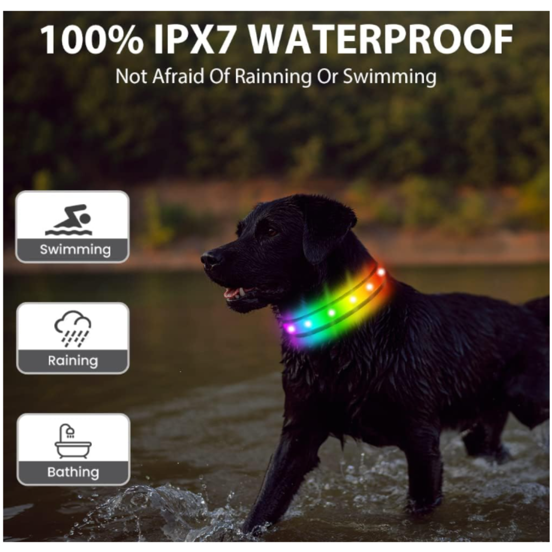 NyteBright Colorful Pet Collar